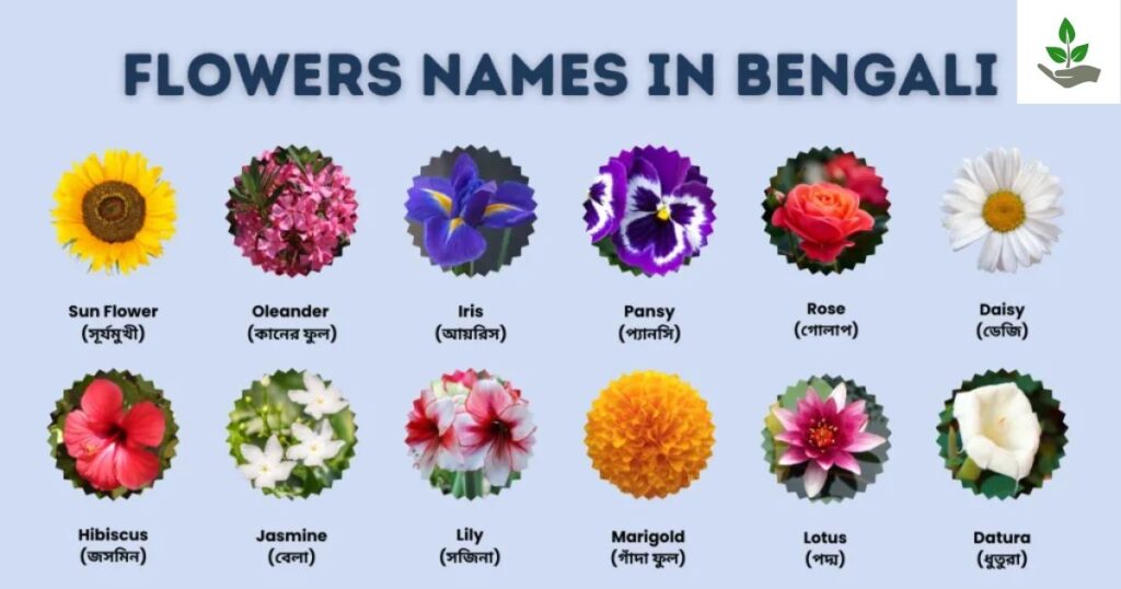 Flower Name In Bengali