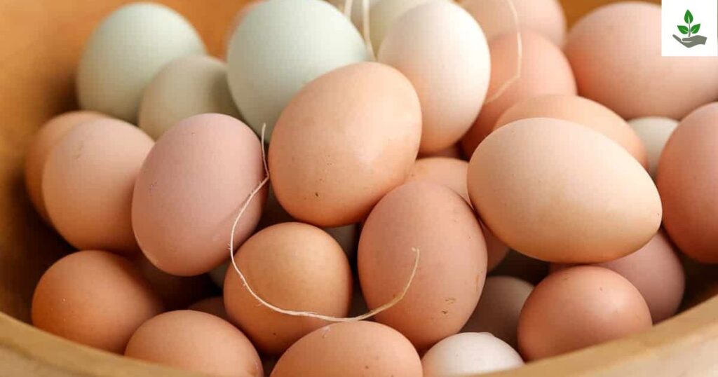 Ingredients For Frozen Chicken Eggs