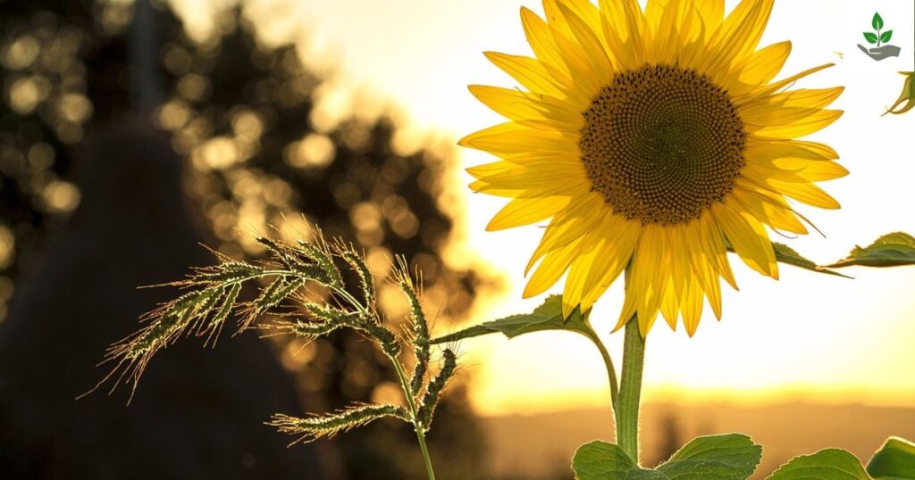List of Common Flower Name In Odia