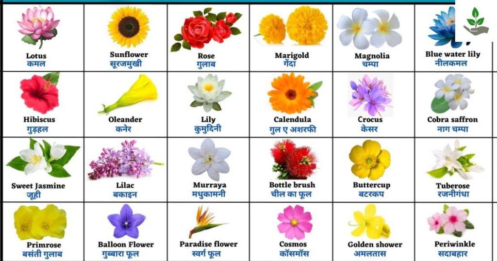 Flowers Name In Hindi