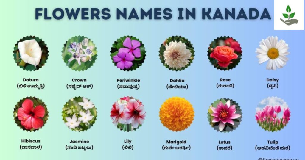 Seasonals Flower Name In Kannada