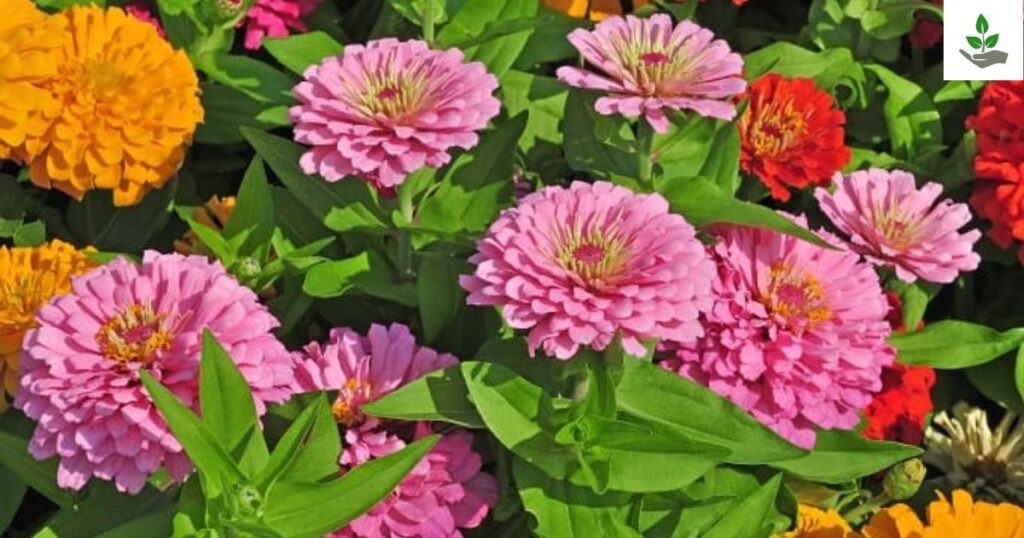 Special Regional Flower Name in Odia