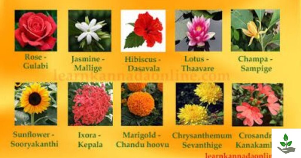 Stunning Flowers Name in Kannada
