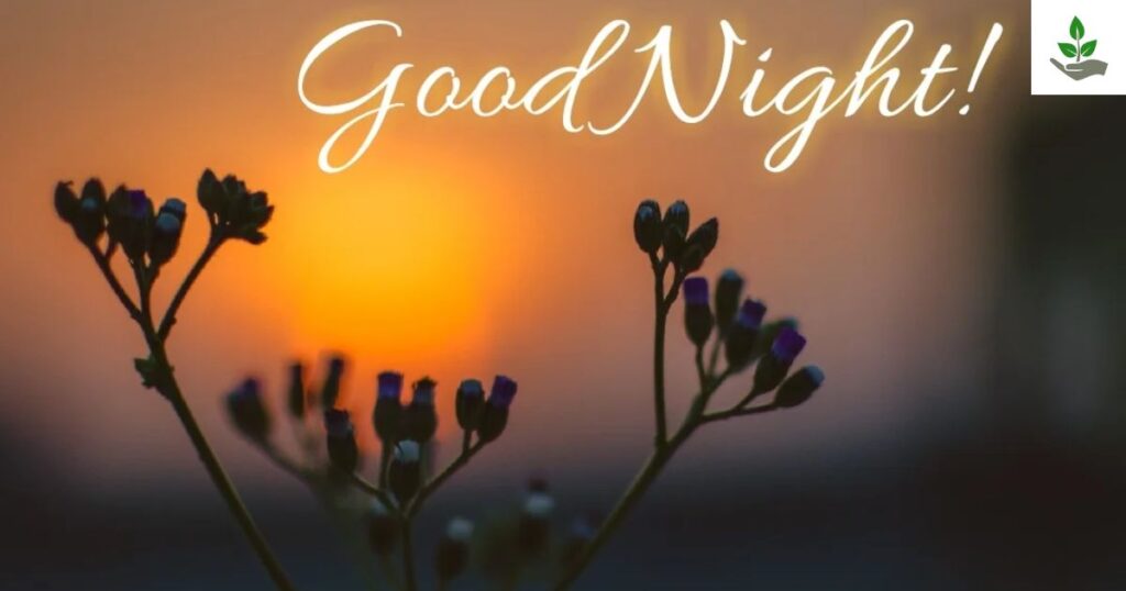 Good Night Message