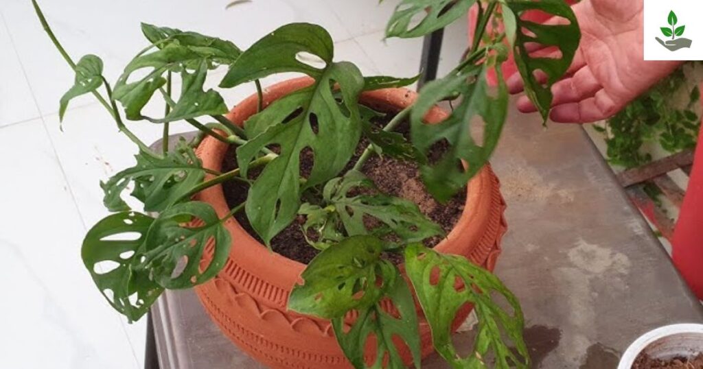 Broken Heart Plant Care
