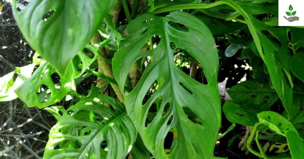 Broken Heart Plant Tips