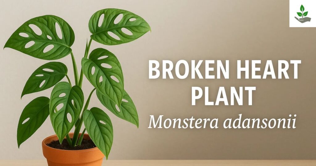 Broken Heart Plant